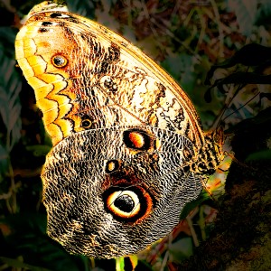 20201128_081047 mariposa caldas